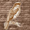 Sparrow Tune